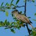 Barred Warbler